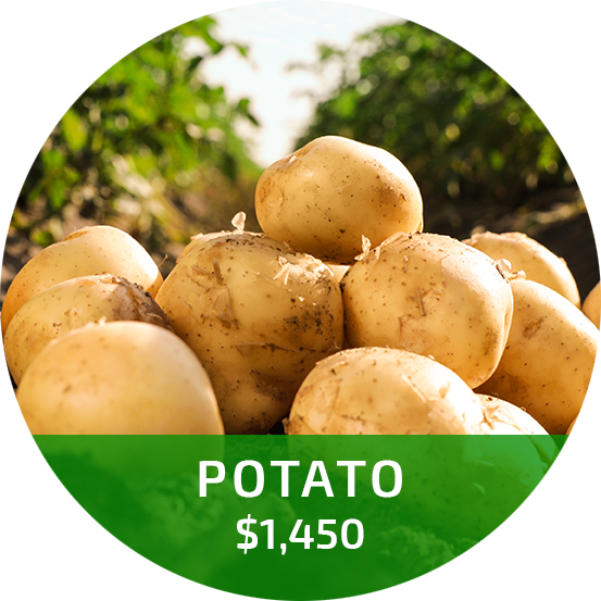Potato crop from an existing MaxSil field trial